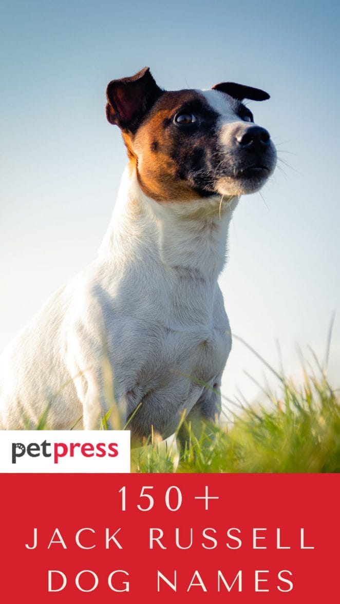 jack-russell-dog-names