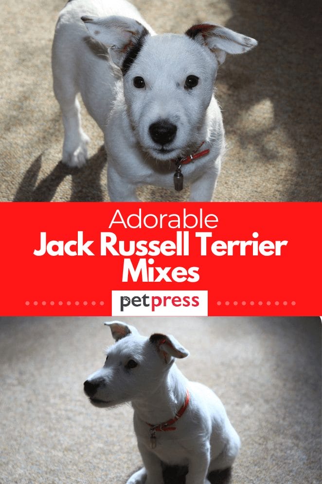 jack-russell-mixes
