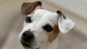 jack russell terrier