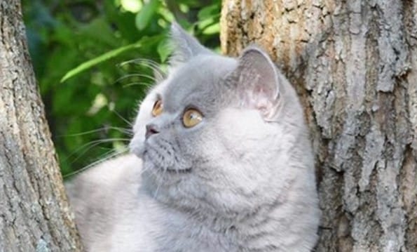 100+ Wild Nature Inspired Cat Names For Your Feline Friends