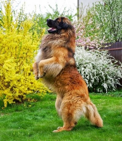 14 Reasons Why You Should Never Own Leonbergers - Page 4 of 5 - PetPress
