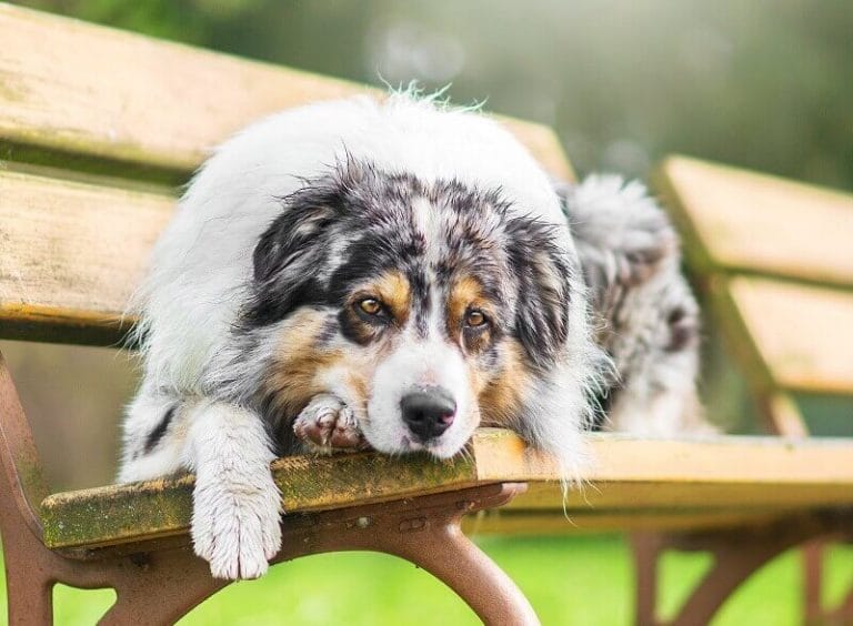 500+ Australian Shepherd Names for Your Aussie Pup! PetPress