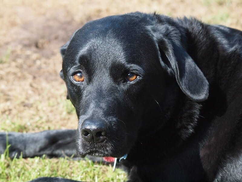 500 Black Lab Names - Popular Male and Female Names - PetPress