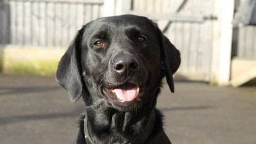 male black lab names