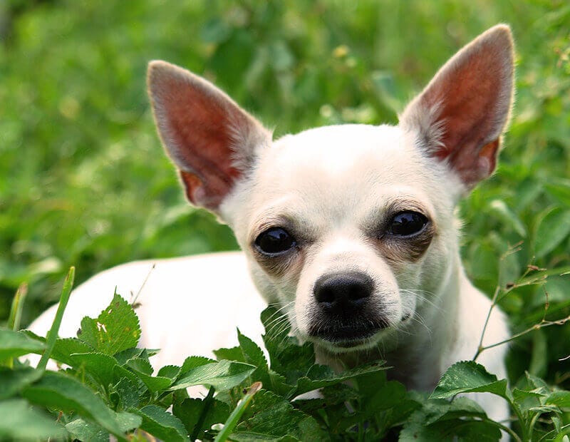 120 Cute Boy Chihuahua Names – Male Names for Chihuahuas - PetPress