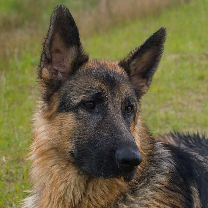 600 Best German Shepherd Names - Male & Female Name Ideas - PetPress