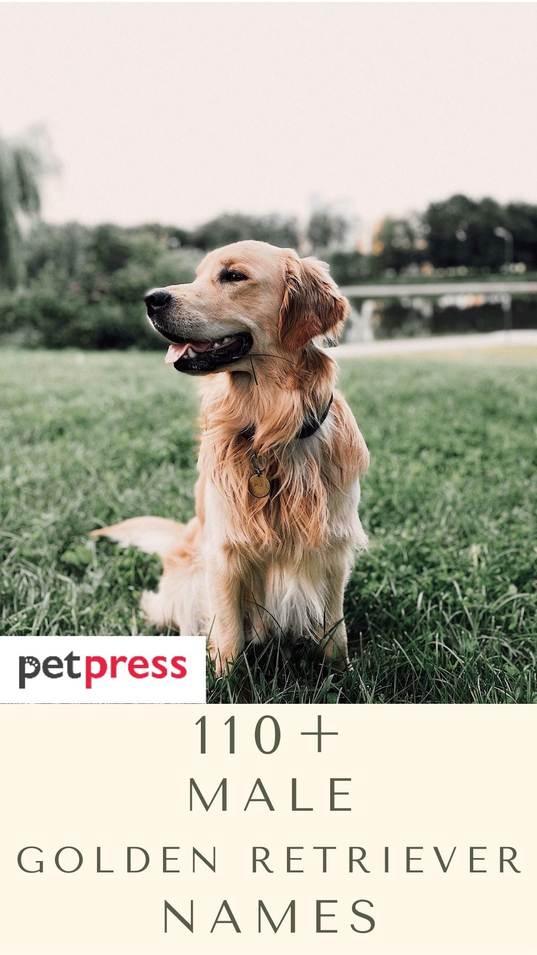 160 Popular Male Golden Retriever Names PetPress