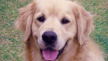 male golden retriever names