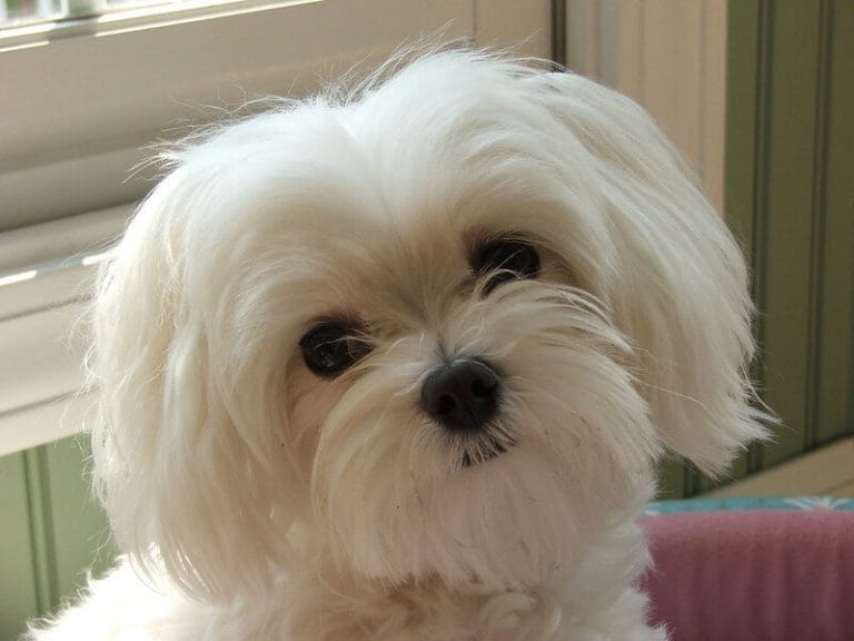 500 White Dog Names - Popular Male and Female Names - PetPress