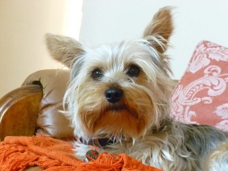 115 Male Yorkie Names Cute Boy Yorkie Names PetPress