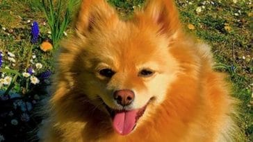 pomeranian dog