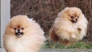 pomeranians italian