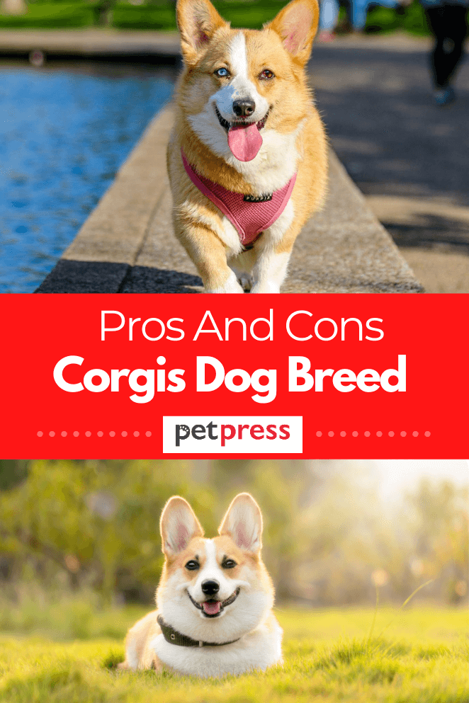 pros-cons-of-corgis