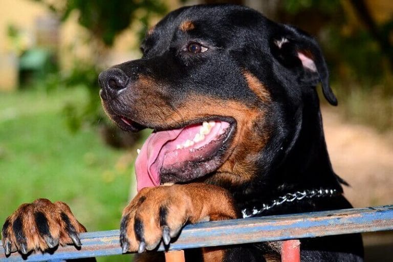138 Female Rottweiler Names Best Names for Girl Rottweiler Puppies