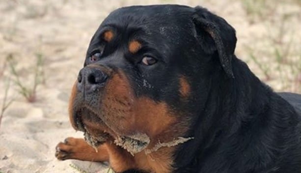 100+ Tough And Aggressive Male Rottweiler Dog Names