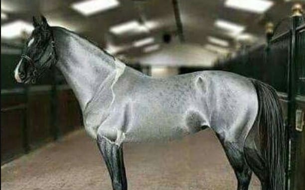 50+ Perfect Horse Names For Gray And Silver Horses - PetPress