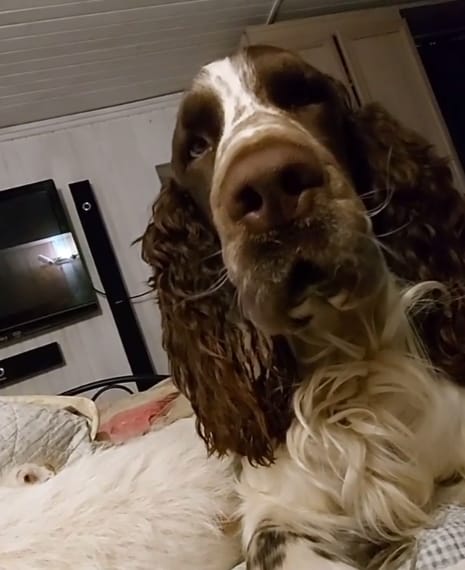 14 Reasons Why You Should Never Own Springer Spaniels - PetPress