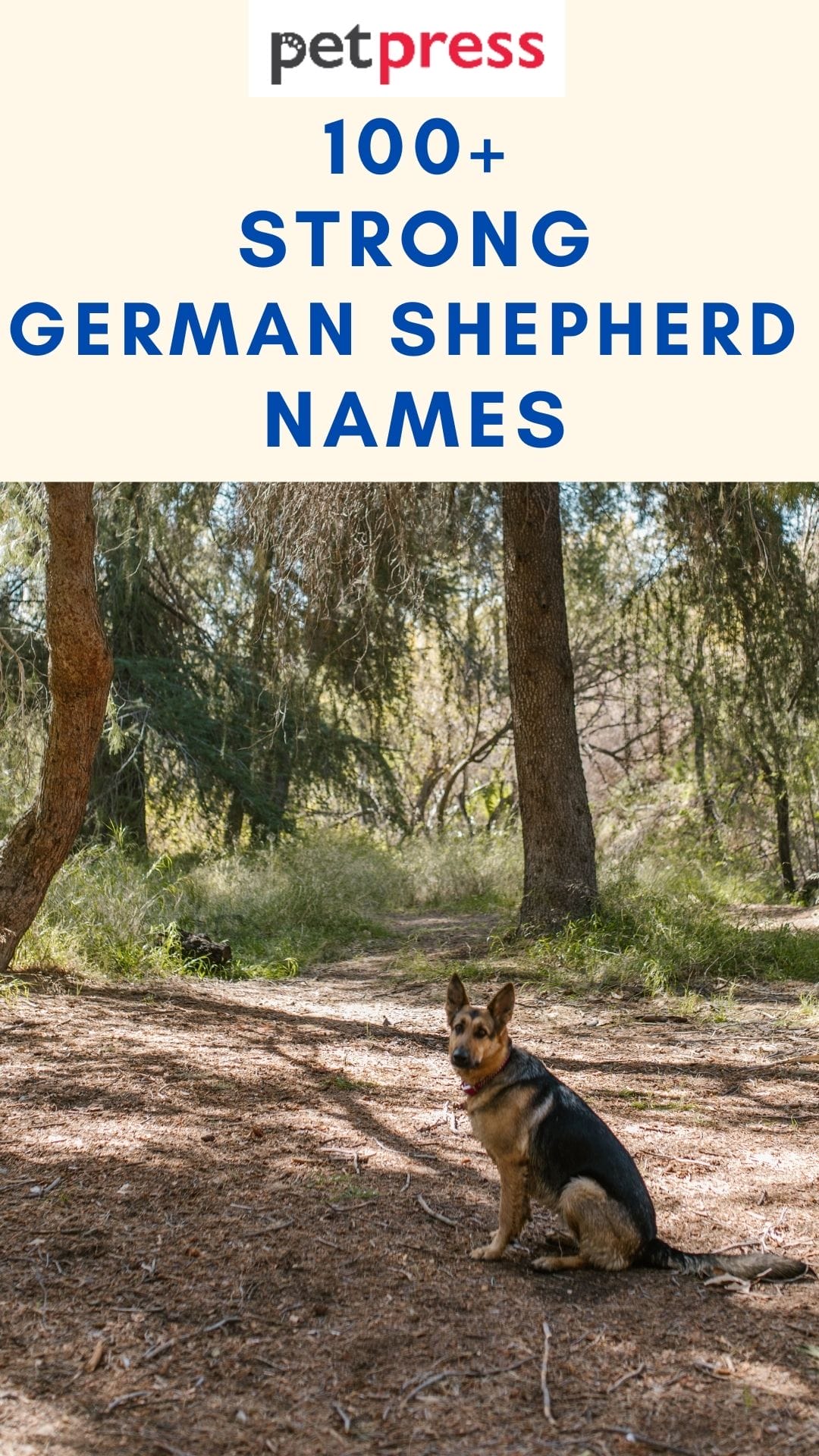 Strong German Shepherd Names Over 100 Inspiring Ideas PetPress