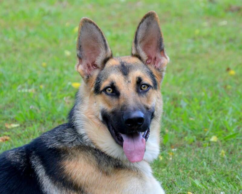 Strong German Shepherd Names - Over 100 Inspiring Ideas