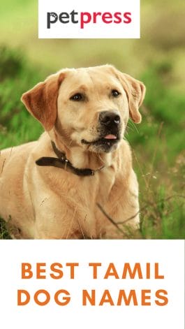 135 Popular Tamil Dog Names and Their Meanings - PetPress