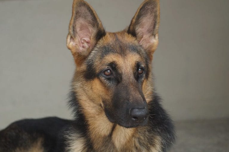 dog-names-in-tamil-best-names-tamil-dogs