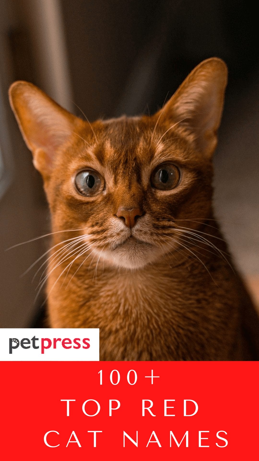 Top 100+ Red Cat Names For Both Your Male And Female Kitten