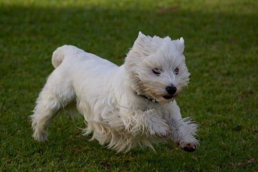 200 Westie Dog Names - West Highland White Terrier Name Ideas - PetPress