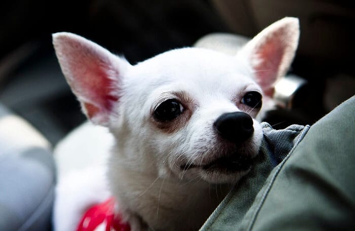 White Chihuahua Names: 75 Best Names for White Chihuahuas