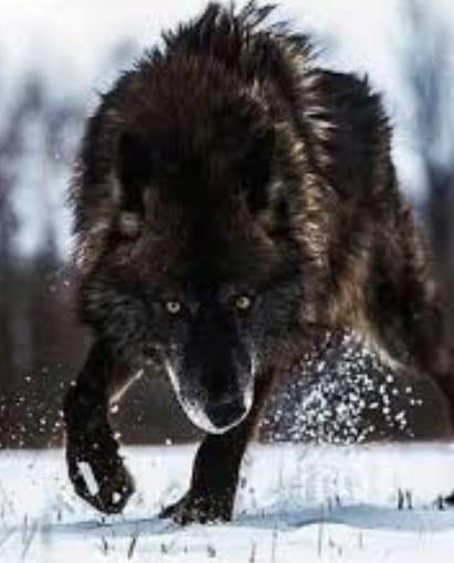 black wolf names for naming a pet