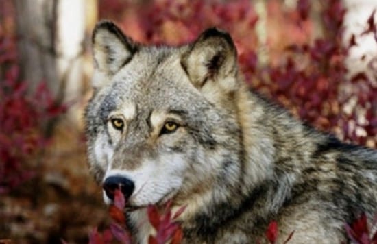 128 Powerful and Strong Wolf Names - PetPress