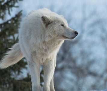 white wolf names for naming a wolf