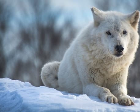 white wolf names for naming a wolf