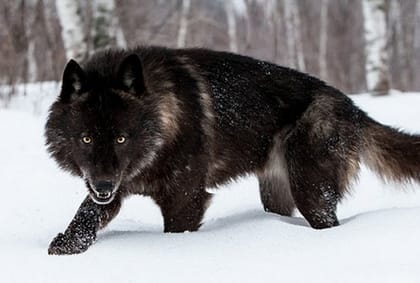 black wolf names for naming a pet
