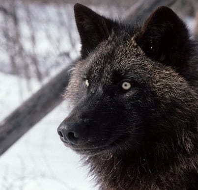 black wolf names for naming a wolf