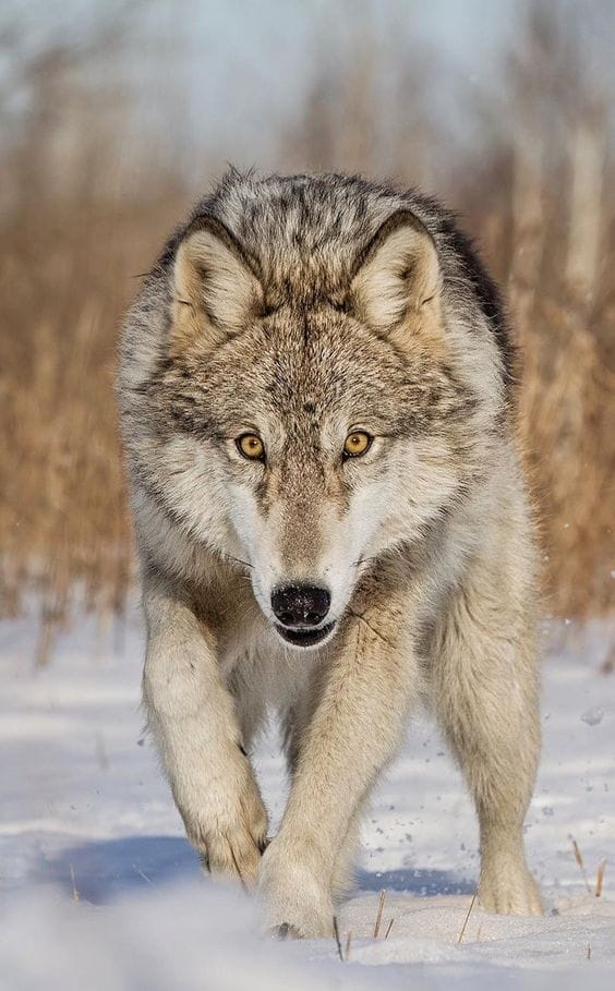 43 Famous Wolf Names From Books And Movies - PetPress