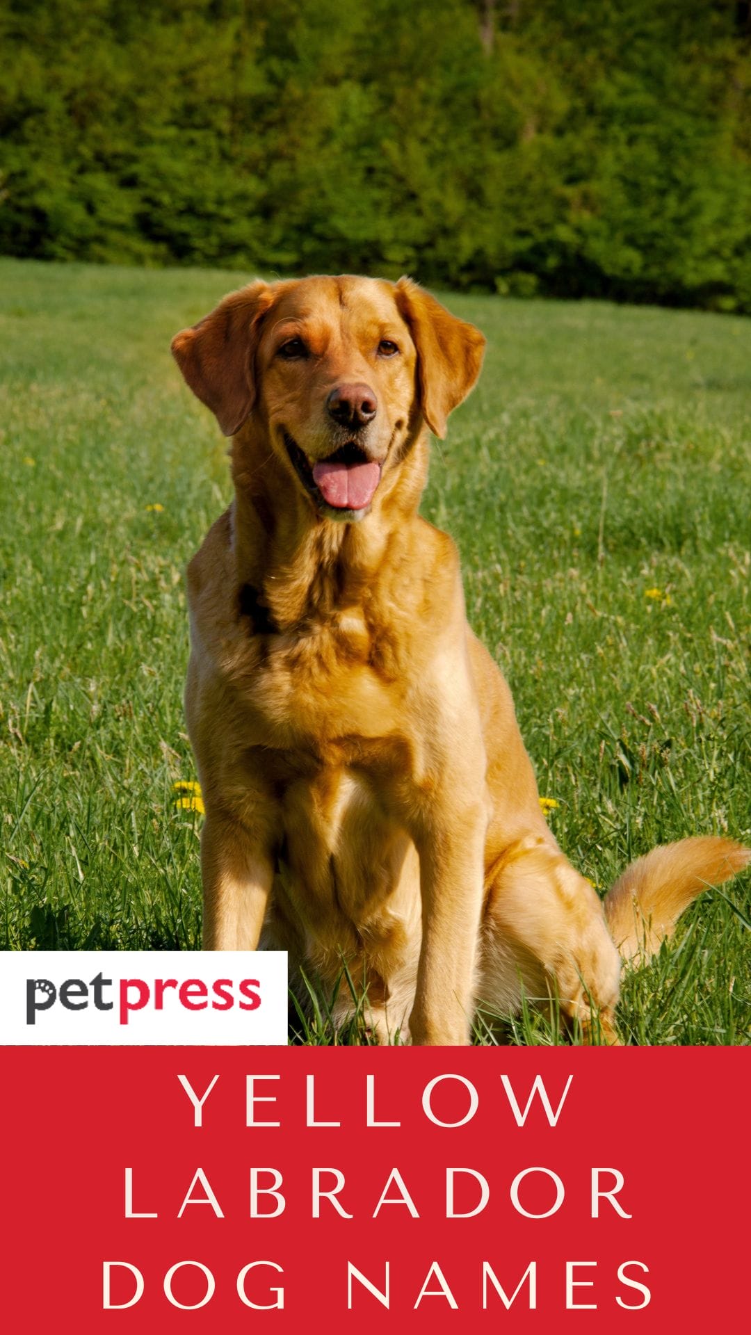 120 Yellow Lab Names Popular Male and Female Names PetPress