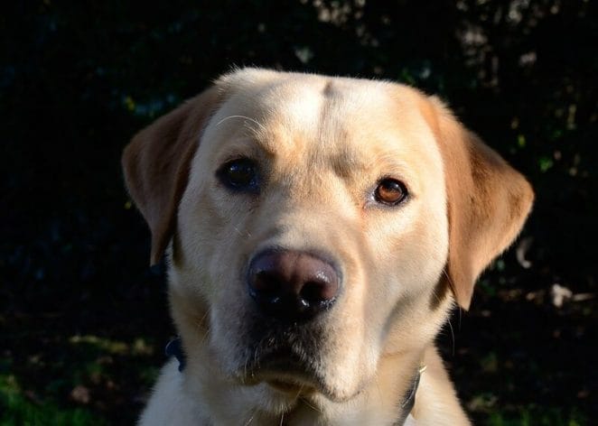120 Yellow Lab Names - Popular Male and Female Names - PetPress