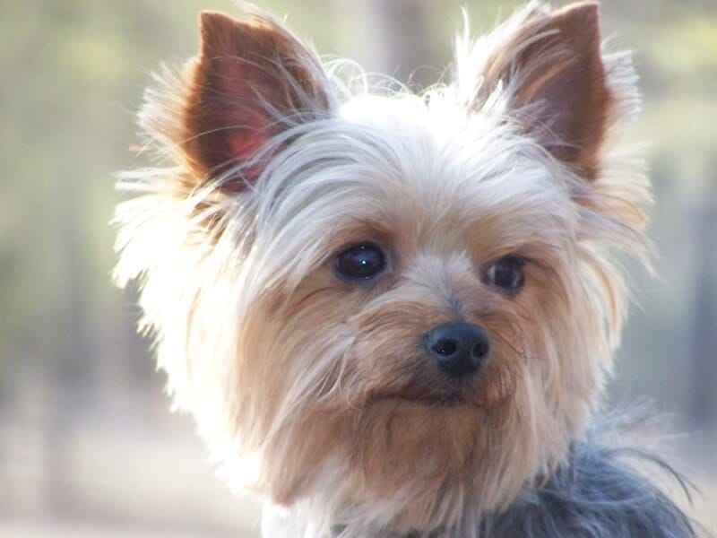 115 Male Yorkie Names Cute Boy Yorkie Names PetPress