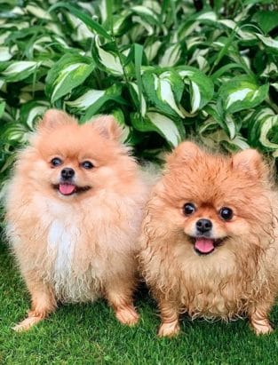 12+ Pomeranians For Anyone Who’s Having A Bad Day - PetPress