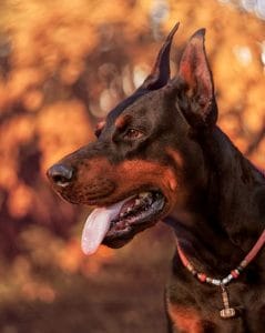 12+ Dobermans For Anyone Who’s Having A Bad Day - Page 3 of 5 - PetPress