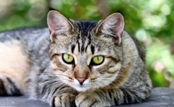 Top 35 Best Male American Shorthair Cat Names