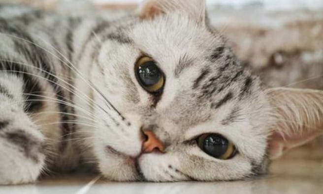 Top 35 Best Female American Shorthair Cat Names