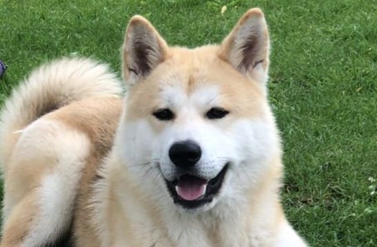 18 Akita Inu Mixes - Popular Akita Cross Breeds (With Pictures) - PetPress