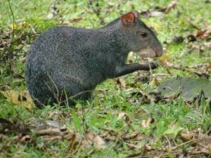 10 Things You (Probably) Didn't Know About Agoutis - PetPress