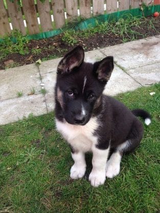 18 Akita Inu Mixes - Popular Akita Cross Breeds (With Pictures) - PetPress