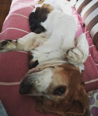 14 Reasons Why You Should Never Own Basset Hounds - PetPress