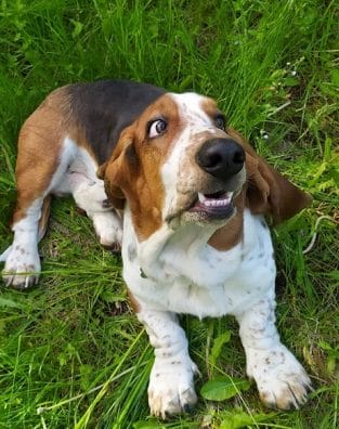 14 Reasons Why You Should Never Own Basset Hounds - PetPress