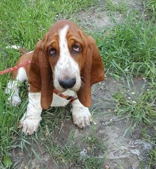 14 Reasons Why You Should Never Own Basset Hounds - Page 2 Of 5 - PetPress