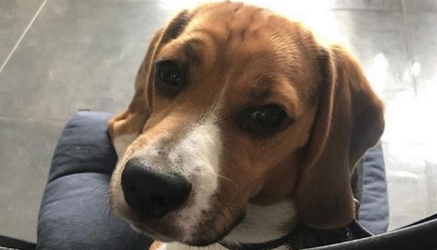 14 Realities That New Beagle Owners Must Accept - PetPress