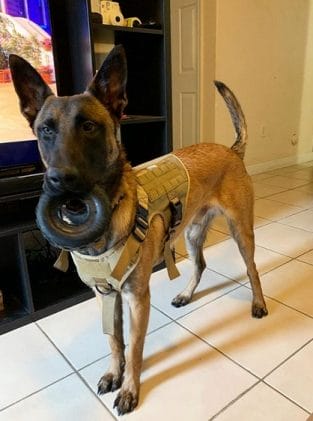 14 Things Only Belgian Malinois Owners Will Understand - Page 2 Of 5 